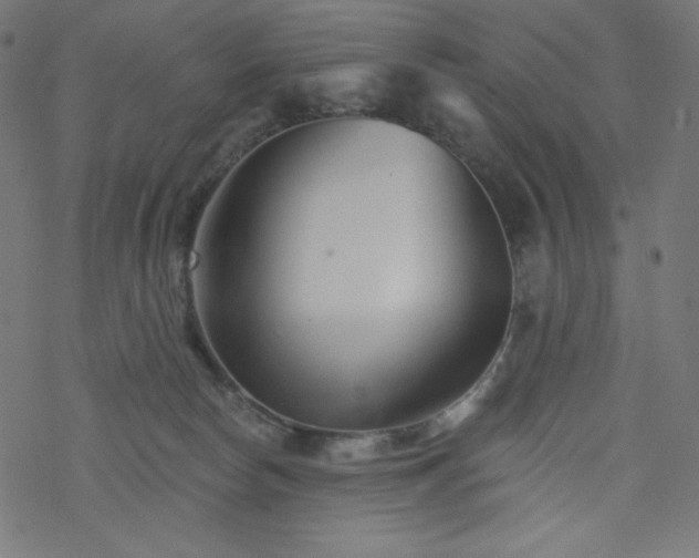 X0000077350178200611031830