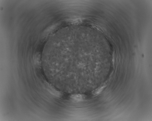 X0000077350181200611031830