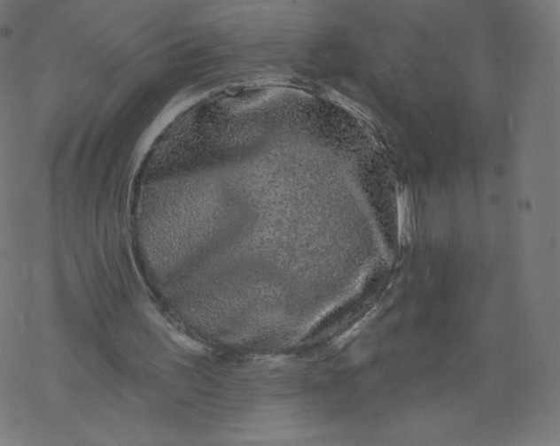 X0000077350195200611031830