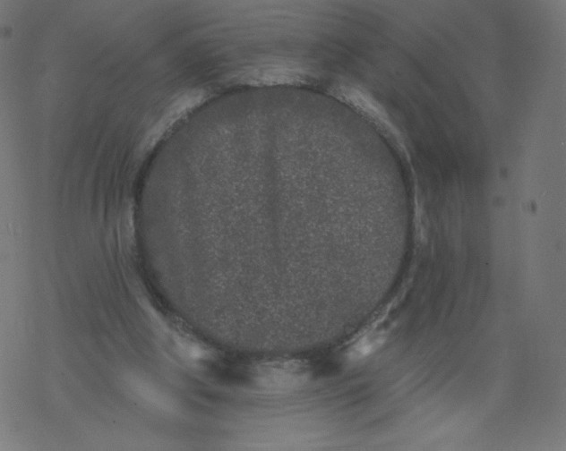 X0000077350202200611031829