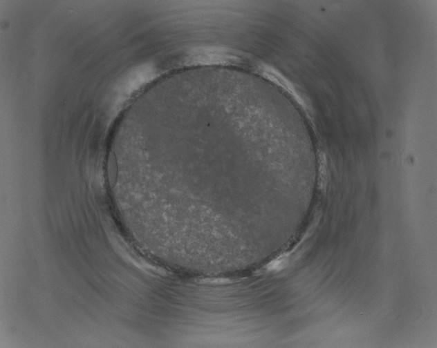 X0000077350203200611031829