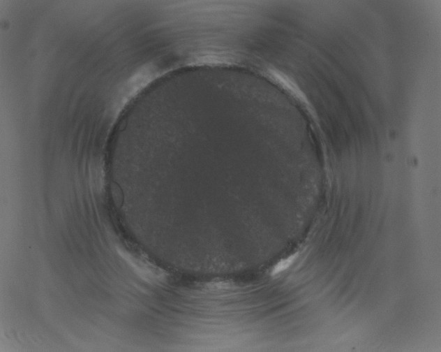 X0000077350204200611031829