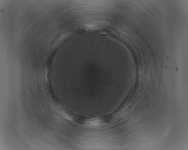 X0000077350219200611031829