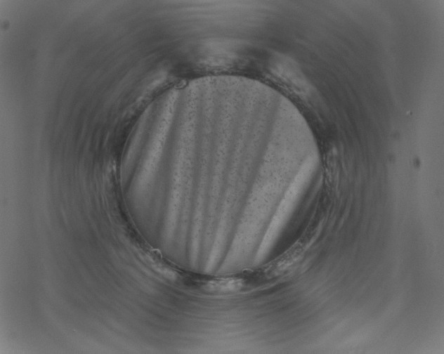 X0000077350225200611031829