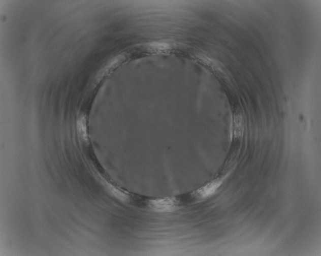 X0000077350238200611031829