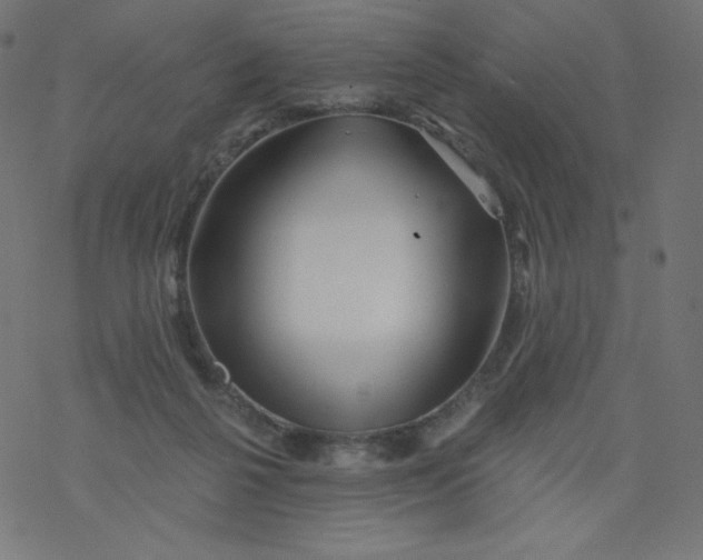 X0000077350264200611031828