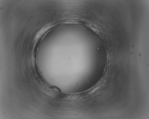 X0000077350294200611031828