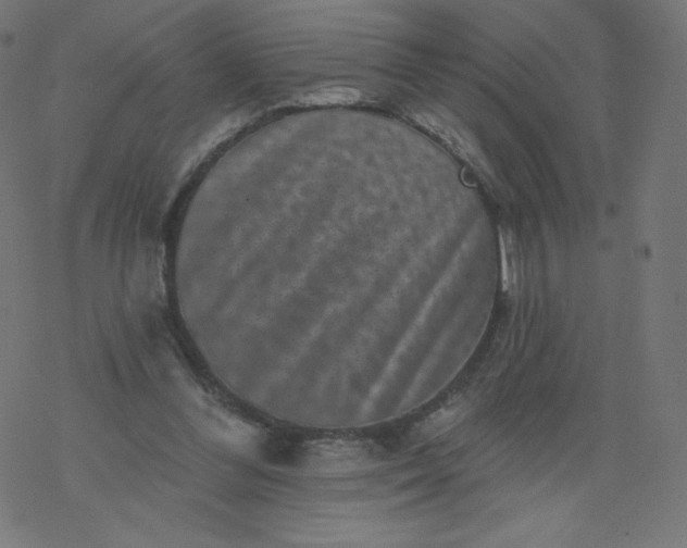 X0000077350300200611031828