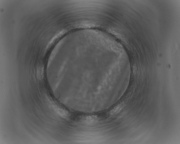 X0000077350304200611031828