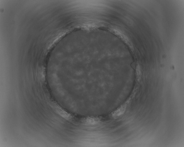 X0000077350305200611031828