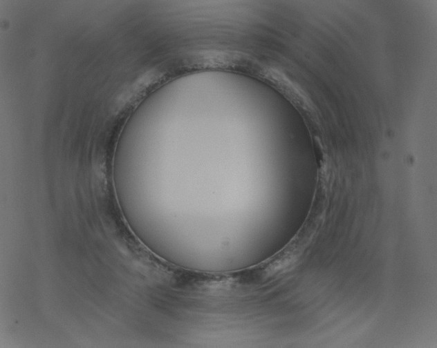 X0000077350306200611031828