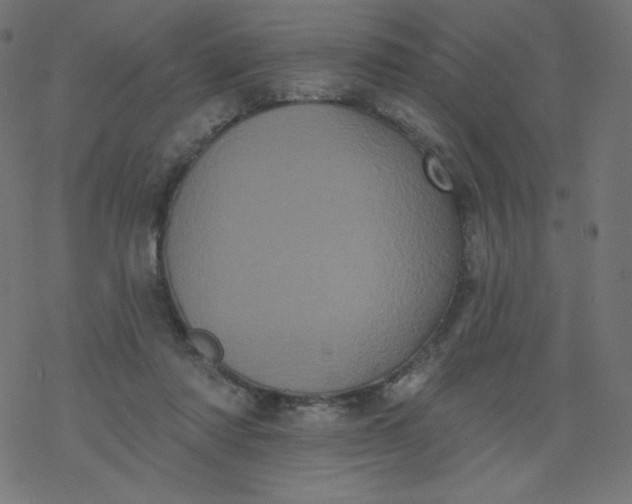 X0000077350310200611031828