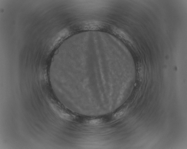 X0000077350312200611031828