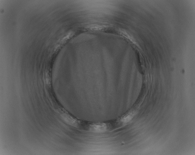 X0000077350317200611031828