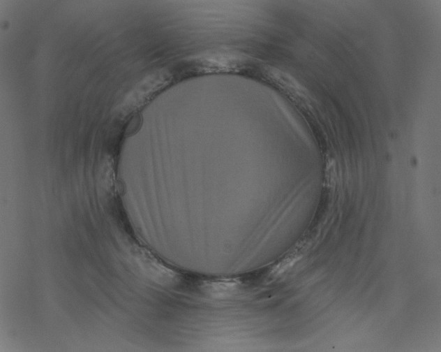 X0000077350318200611031828