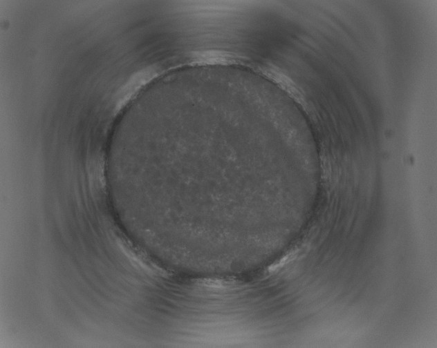 X0000077350347200611031827