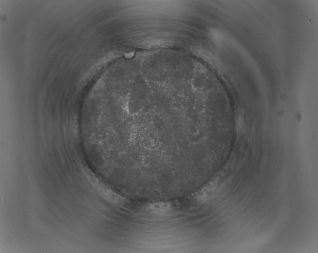 X0000077350353200611031827