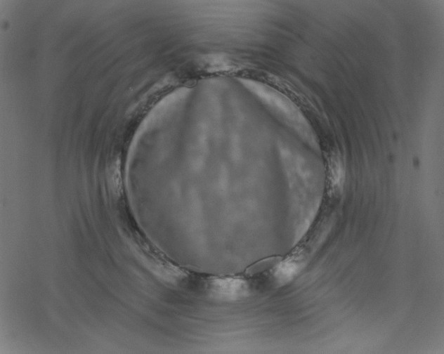 X0000077350376200611031827