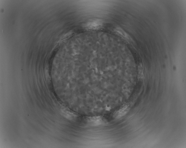 X0000077350377200611031827