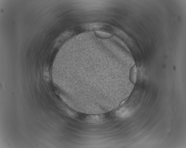 X0000077350381200611031827