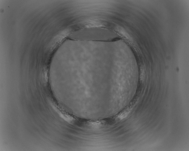 X0000077350405200611031826