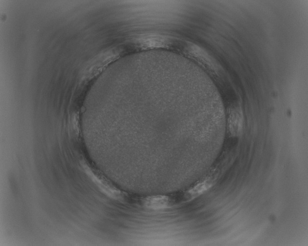 X0000077350410200611031826