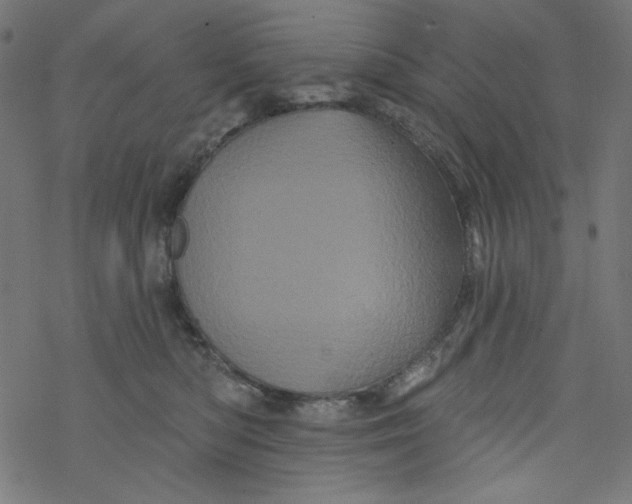 X0000077350422200611031826