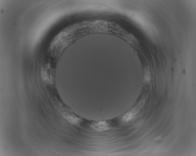 X0000077350431200611031826