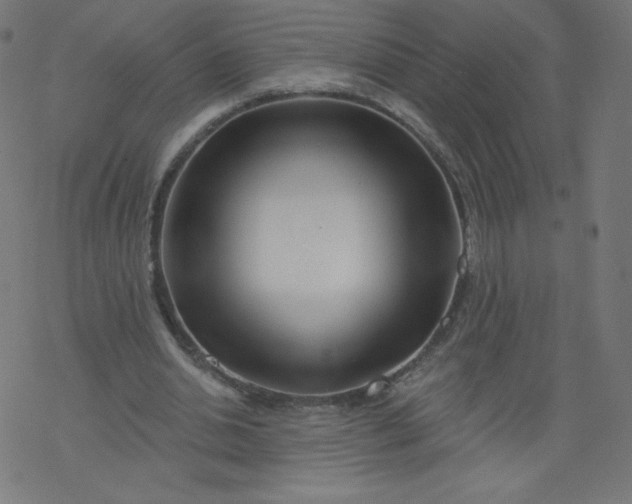 X0000077350438200611031825