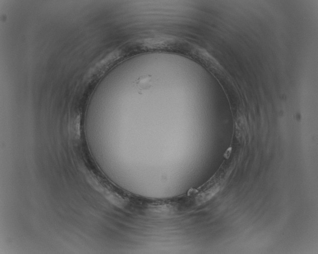 X0000077350454200611031825