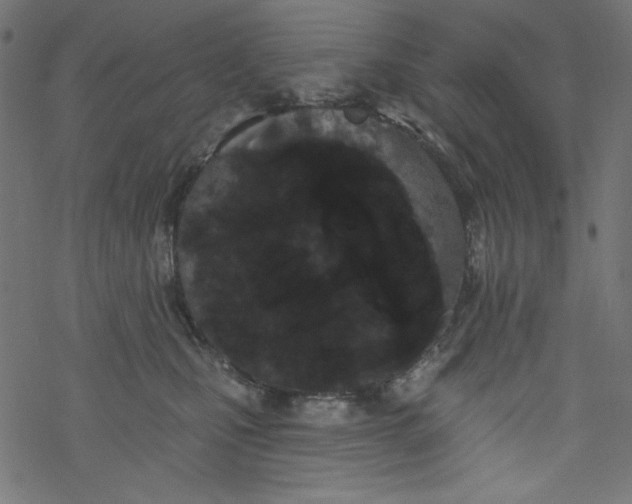 X0000077350471200611031826