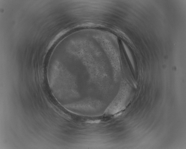 X0000077350484200611031825