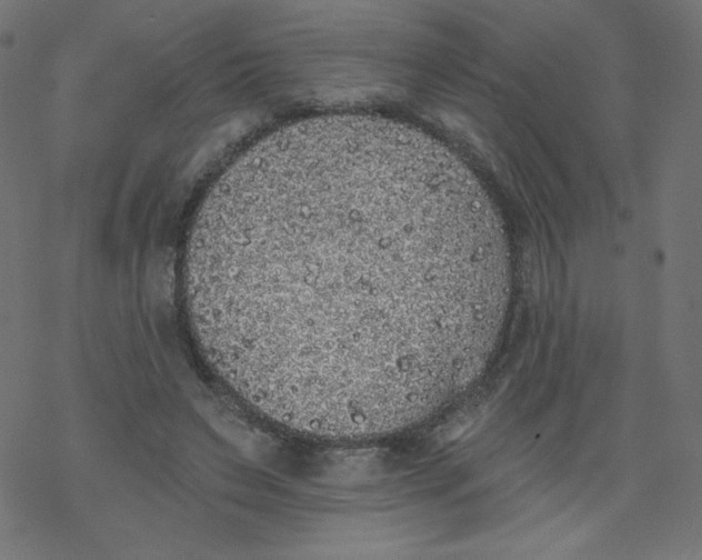 X0000077350495200611031825