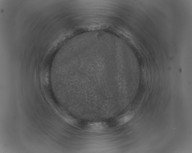 X0000077350499200611031825