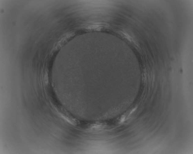 X0000077350504200611031824