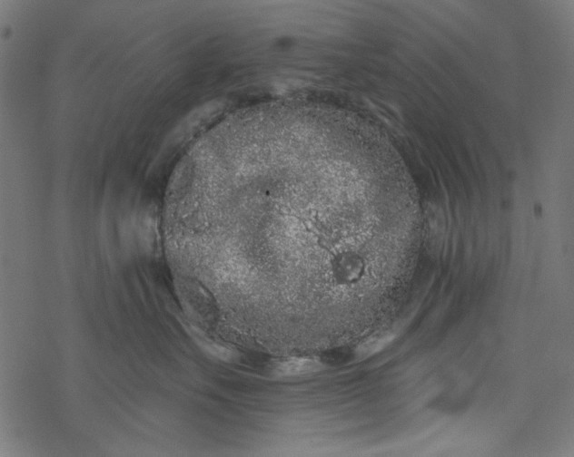 X0000077350527200611031824