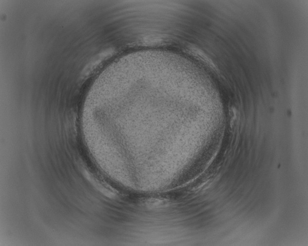 X0000077350542200611031824