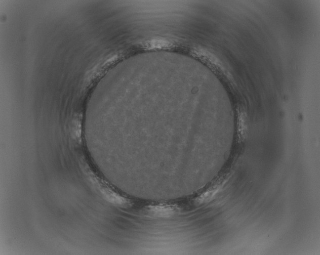 X0000077350545200611031824