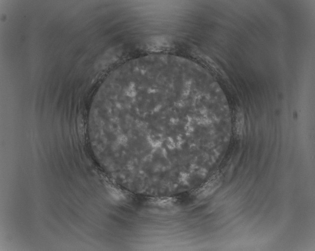 X0000077350569200611031824