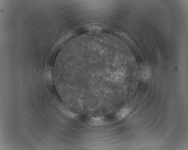 X0000077350573200611031824