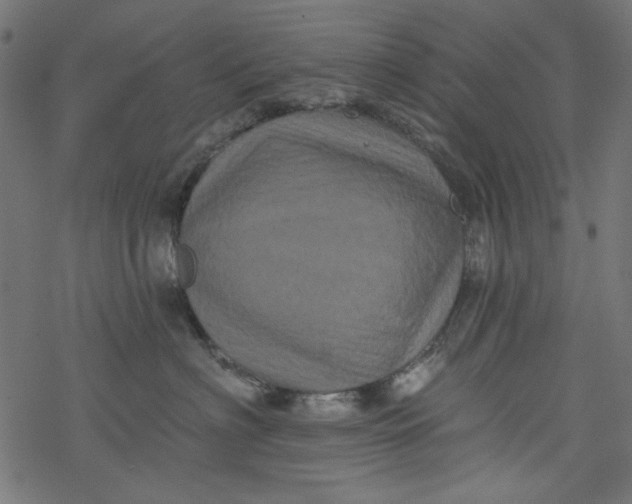 X0000077350622200611031823