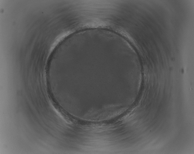 X0000077350626200611031822