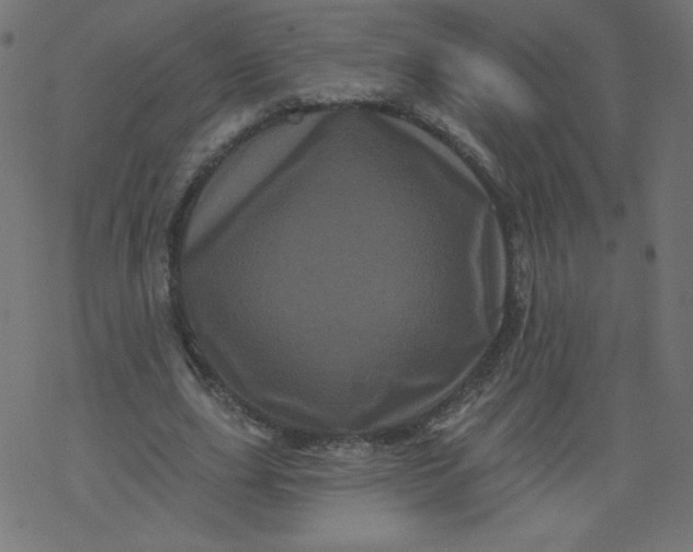 X0000077350631200611031822