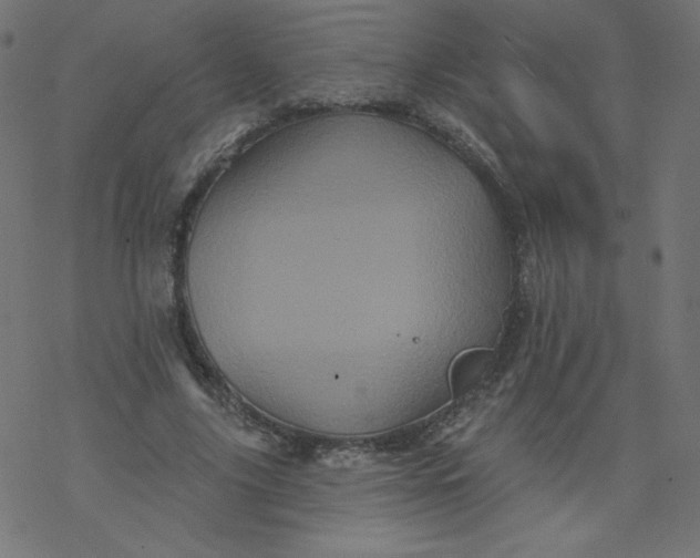 X0000077350635200611031822