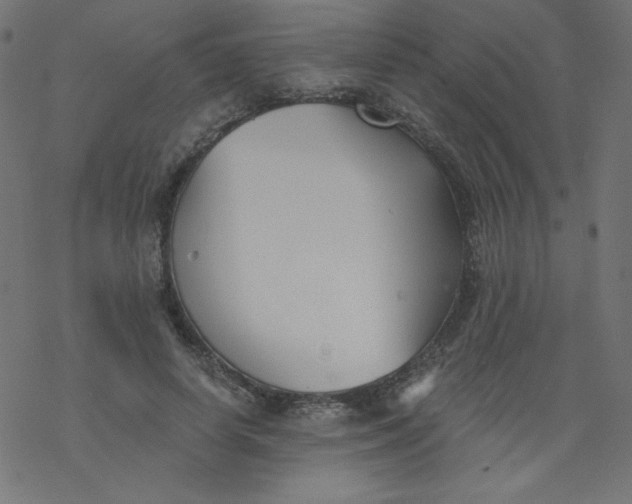 X0000077350642200611031822