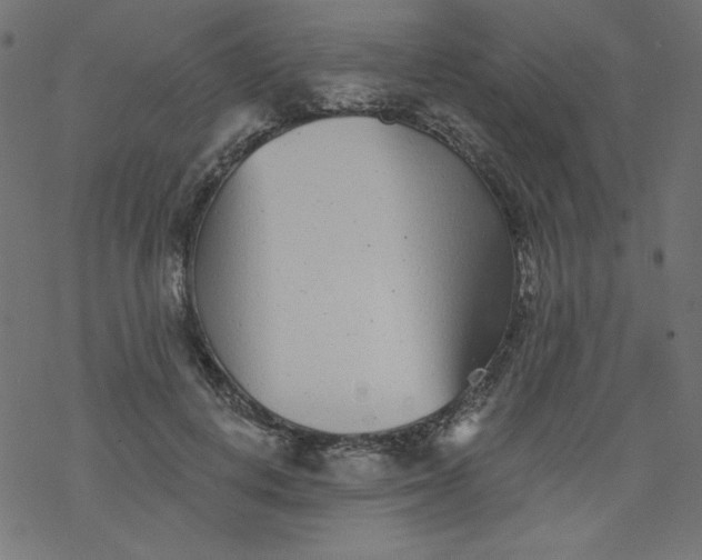 X0000077350648200611031822