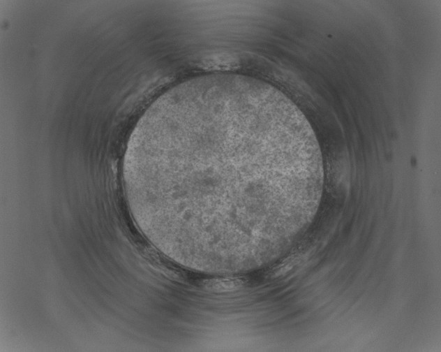 X0000077350652200611031822