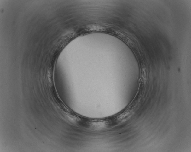 X0000077350653200611031822