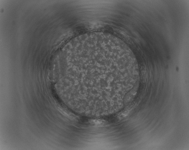 X0000077350654200611031822