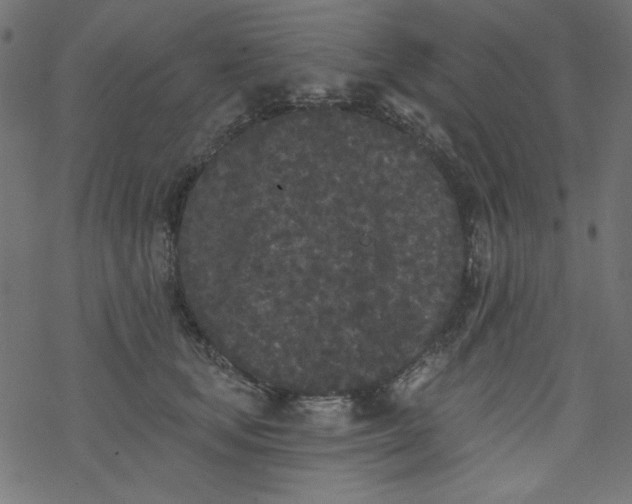 X0000077350659200611031822